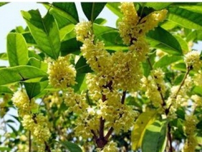 除塵風(fēng)管清洗